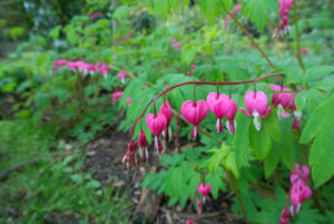 Putting your heart into your hotel bookings.